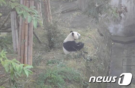 본문 이미지 -  © News1   