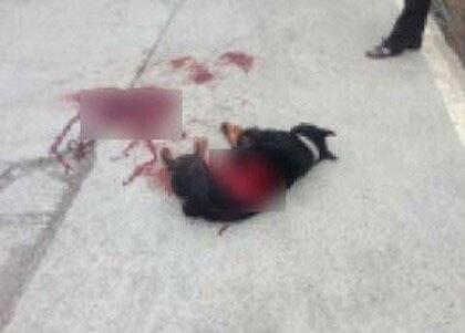 본문 이미지 - 전기톱에 의해 살해당한 로트와일러(온라인 커뮤니티). © News1  