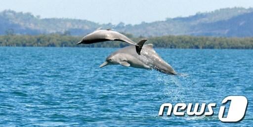 본문 이미지 - 혹등돌고래. © AFP=뉴스1  