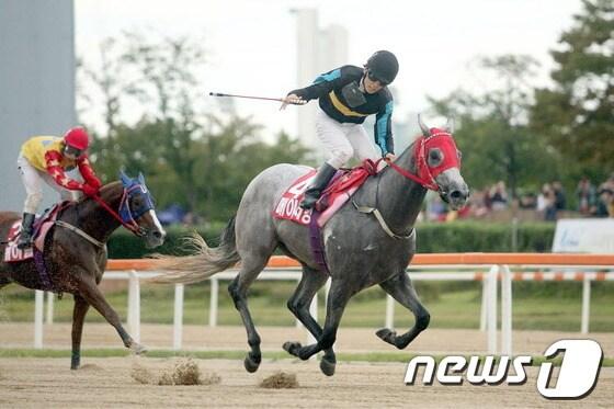 본문 이미지 - 6일 과천 서울경마공원에서 열린 제13회 농림축산식품부장관배 경주에서 조성곤 선수가 기승한 `메이저킹'이 가장 먼저 결승선을 통과하고 있다./사진제공=한국마사회© News1 