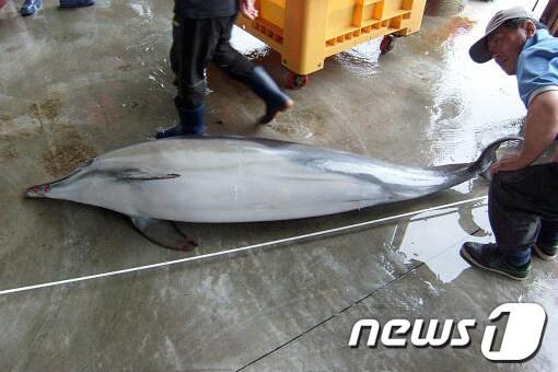 본문 이미지 - 7일 오후 1시20분께 고성 마차진 앞 1마일 해상에서 쇠돌고리 1마리가 혼획됐다.&#40;사진제공=속초해양경찰서&#41; 2013.10.7/뉴스1 © News1 윤창완 기자