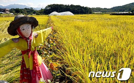 본문 이미지 - © News1 이예지 기자 