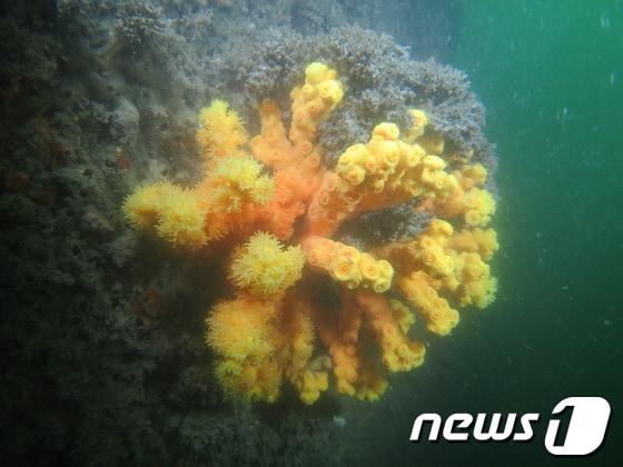 본문 이미지 - 다도해해상국립공원 무인도서 해중에서 발견된 &#39;유착나무돌산호&#39;.&#40;국립공원관리공단 제공&#41; © News1 