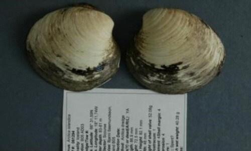 본문 이미지 - 507살 조개&#40;출처=영국 웨일스 뱅거대학교&#41; © News1  