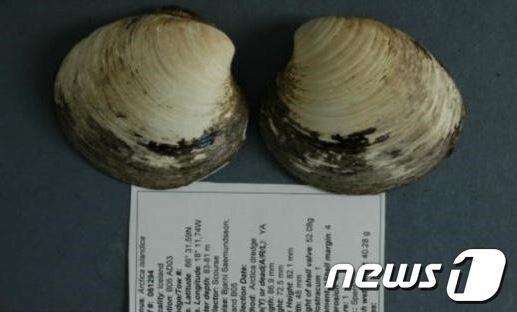 본문 이미지 - 온라인 커뮤니티에 올라온 &#39;507살 조개&#39; 모습© News1  