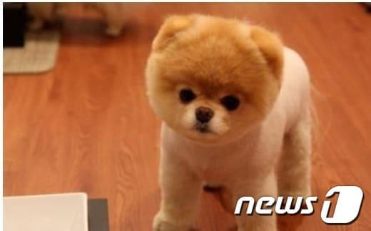 본문 이미지 - 포메라니안(온랑니 커뮤니티© News1  