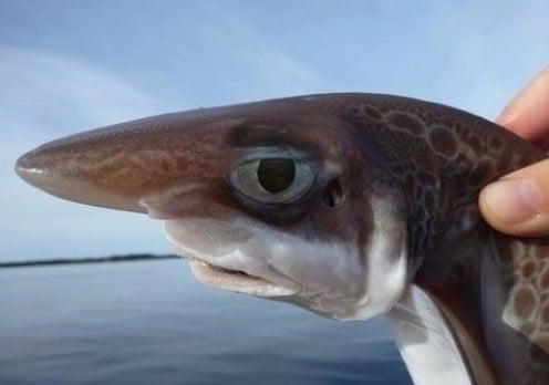 본문 이미지 - 난 백상아리 아님(인터넷 커뮤니티) © News1 