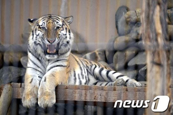 본문 이미지 - 24일 경기 과천 서울대공원 동물원 임시 사육장에서 시베리아 호랑이가 휴식을 취하고 있다. 이날 오전 시베리아 호랑이가 관리자 통로까지 나와 사육사의 목 부위를 무는 사고가 발생해 사고를 당한 사육사 심모씨&#40;52&#41;는 한림대 평촌 병원으로 이송됐으며 관계자와 관람객 등 추가인명 피해는 없는 것으로 알려졌다.서울대공원 측은 사육사가 먹이를 준뒤 문을 제대로 잠그지 않아 이같은 사고가 발생한 것으로 보고 있으며 경찰과 소방당국은 정확한 사고 경위를 조사 중이다. 2013.11.24/뉴스1 © News1   안은나 기자