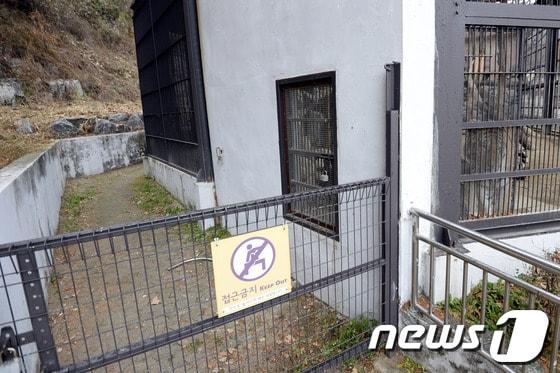 본문 이미지 - 24일 경기 과천 서울대공원 동물원 임시 사육장에서 시베리아 호랑이가 휴식을 취하고 있다. 이날 오전 시베리아 호랑이가 관리자 통로까지 나와 사진 왼쪽 통로까지 진입, 사육사의 목 부위를 무는 사고가 발생해 사고를 당한 사육사 심모씨&#40;52&#41;는 한림대 평촌 병원으로 이송됐으며 관계자와 관람객 등 추가인명 피해는 없는 것으로 알려졌다.서울대공원 측은 사육사가 먹이를 준뒤 문을 제대로 잠그지 않아 이같은 사고가 발생한 것으로 보고 있으며 경찰과 소방당국은 정확한 사고 경위를 조사 중이다. 2013.11.24/뉴스1 © News1   안은나 기자