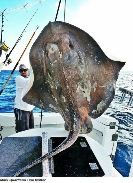 본문 이미지 - 희귀 심해 가오리 포획(사진=마크 콰티노 선장 트위터)