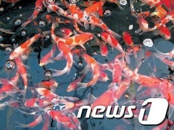 본문 이미지 - 충북 진천군의 3대 특산물이었던 관상어가 퇴출 위기를 맞고 있다.© News1  