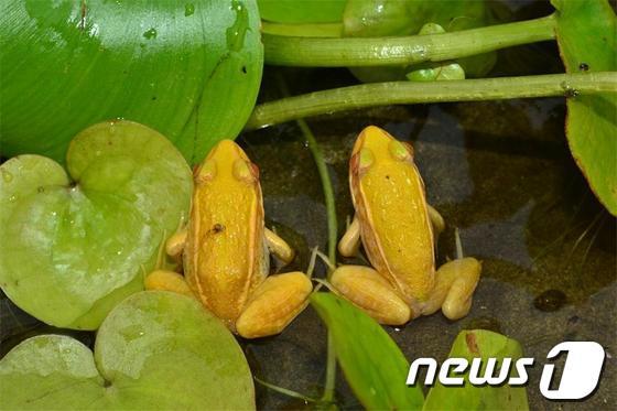 본문 이미지 - 백색증 참개구리.(환경부 제공) © News1 