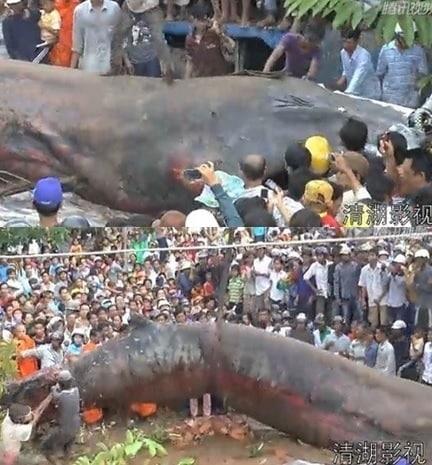 본문 이미지 - 해당 영상 캡처. © News1  