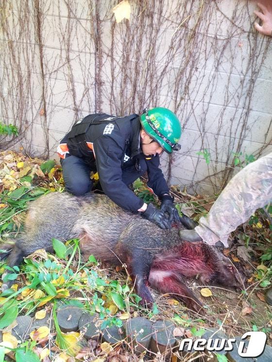 본문 이미지 - 8일 오전 서울 서대문구 연희동 주택가에 출몰해 주민들을 불안에 떨게 했던 멧돼지가 한 시간여 동안 추격 끝에 경찰과 엽사들의 총을 맞고 사살됐다. &#40;서대문소방서 제공&#41; /뉴스1 © News1 