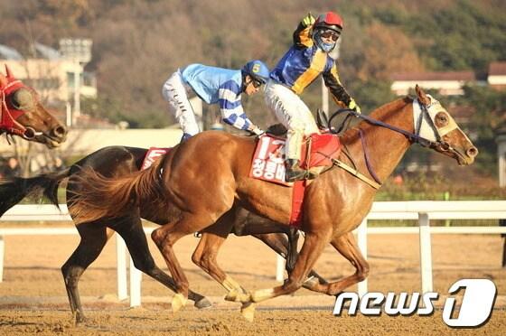 본문 이미지 - 1일 과천 서울경마공원에서 열린 제6회 브리더스컵에서 `청룡비상'과 호흡을 맞춘 서승운이 결숭선을  1위로 통과한 뒤 오른팔을 들어 환호하고 있다./사진제공=한국마사회© News1  
