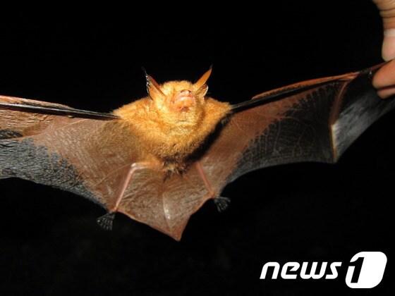 본문 이미지 - 내장산국립공원에서 발견된 붉은박쥐. © News1 