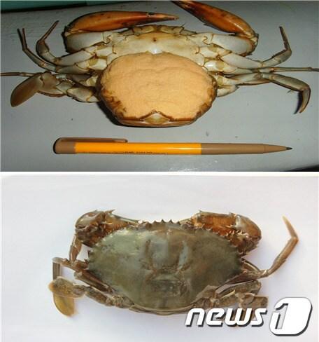본문 이미지 - 청게(톱날꽃게). © News1 