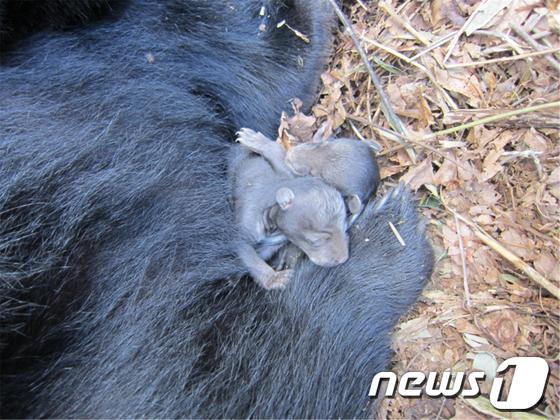 본문 이미지 - 지난해 어미 반달가슴곰이 출산한 새끼.(환경부 제공) © News1 