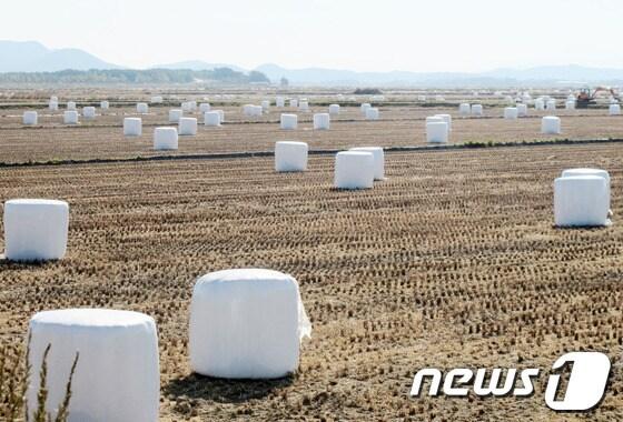 본문 이미지 - 서산시 부석면 A지구 간척지 내에 있는 곤포 사일리지 © News1  