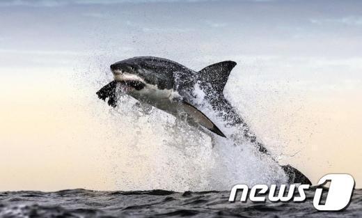 본문 이미지 - 거대백상어의 물개사냥(크리스 맥레넌, 온라인커뮤니티)© News1  