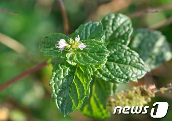 본문 이미지 - 백령도에서 발견되 국내 미기록 식물인 '양박하'. © News1 