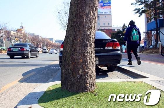 본문 이미지 - 보호판 대신 인조잔디가 깔린 가로수 모습/사진제공=수성구청© News1 
