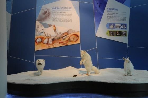 본문 이미지 - 국립생태원 기후대별 전시관 중 하나인 극지관인 전시된 북극토끼와 북극여우. © News1 