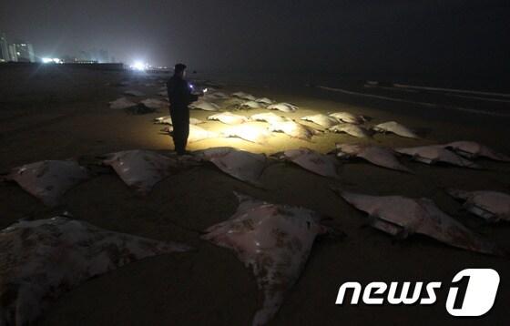 본문 이미지 - 27일(현지시간) 팔레스타인 해변에 밀려온 가오리떼 © AFP=News1 
