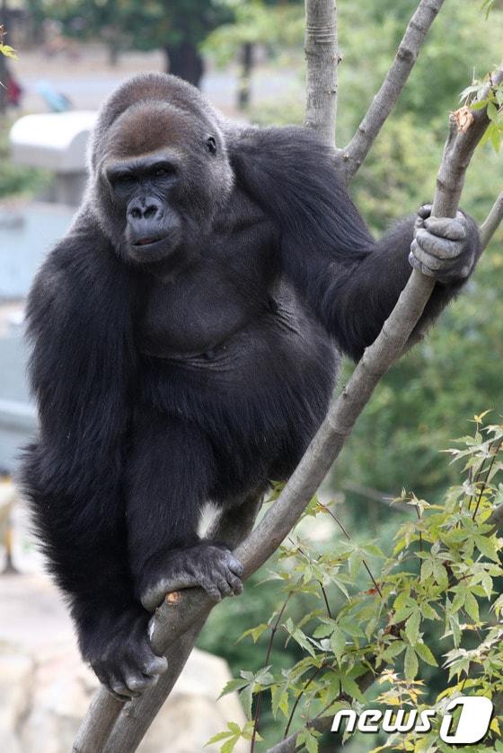 본문 이미지 - 서울대공원  암컷 로랜드고릴라인 '고리나'.  (서울대공원 제공) (사진은 기사 내용과 무관함)  ⓒ News1 DB