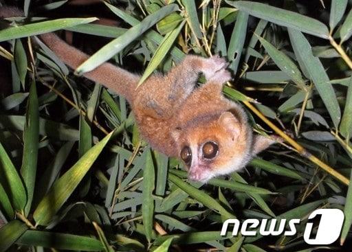 본문 이미지 - 마다가스카르에서 발견돼 최근 영장류 목록에 새로 이름을 올린 쥐여우원숭이(학명 M. marohita). © AFP=News1 