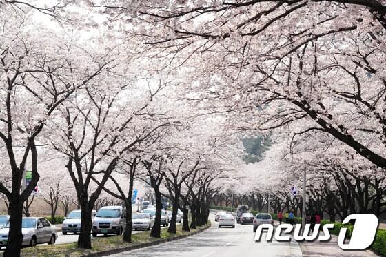 본문 이미지 - 경주 보문단지 도로./사진제공=경주시© News1 