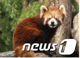 본문 이미지 - 레서팬더 © News1  