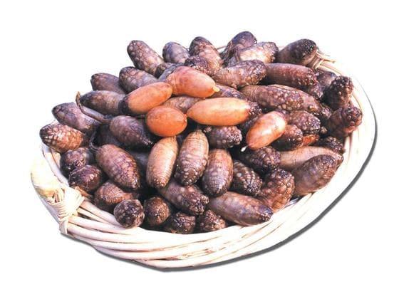 본문 이미지 - 국내 미더덕 생산량의 70%를 차지하는 창원 진동면 미더덕. © News1 