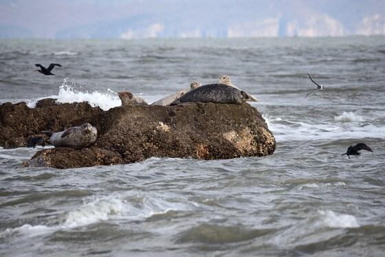 본문 이미지 - 지난해 11월 백령도 물범바위에서 발견된 점박이물범(한강유역환경청 제공). © News1