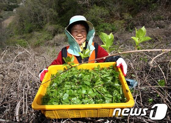 본문 이미지 -  © News1   주윤한 기자