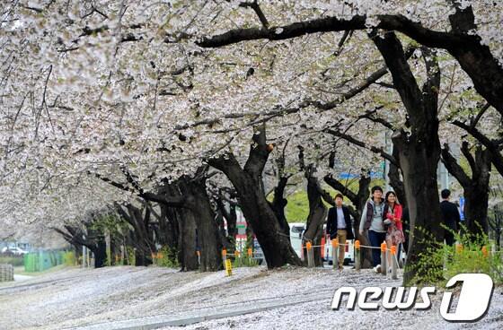 본문 이미지 - 지난해 4월 25일 벚꽃이 흐드러지게 핀 여의도 윤중로. /뉴스1 © News1 박세연 기자