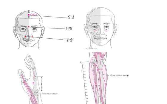 본문 이미지 - 한의학연 최선미 박사가 공개한 알러지비염에 효과가 있는 혈자리. 각 혈자리를 손끝으로 눌러주는 것만으로도 증상이 개선될 수 있다고 최박사는 설명했다. 각 혈자리명은 사백(그림 오른쪽 위), 합곡(왼쪽 아래), 삼리(오른쪽 아래). © News1 