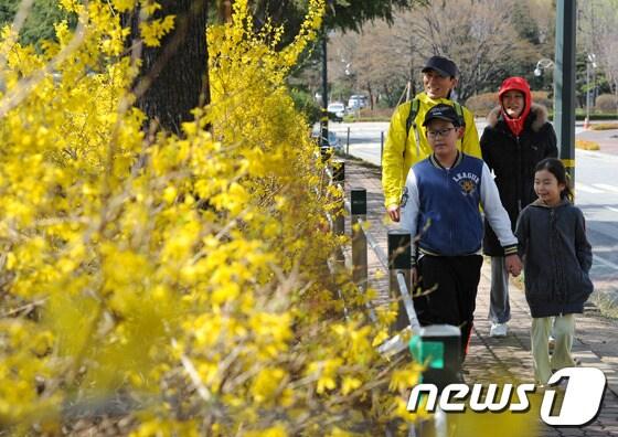 본문 이미지 - 서울 광진구 건국대학교 교정에 개나리가 활짝 피어 있다. /뉴스1 © News1 박세연 기자