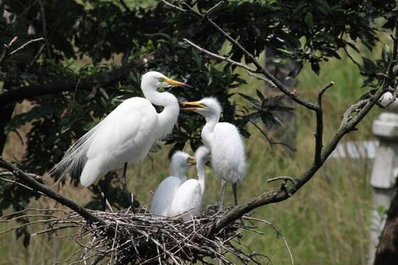 본문 이미지 - 중백로 둥지.(국립환경과학원 제공) © News1 