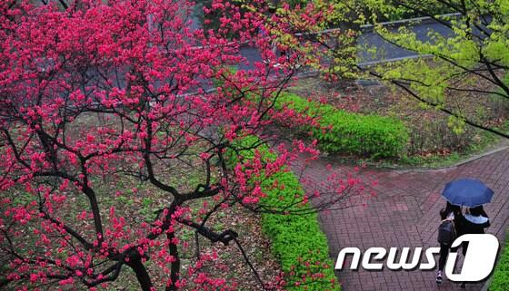 본문 이미지 - /뉴스1 © News1 