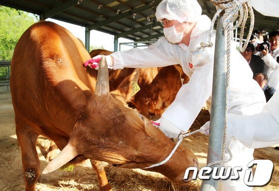 본문 이미지 - © News1   오대일 기자
