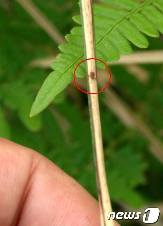 본문 이미지 - 작은소참진드기 감염 의심 환자가 16일 새벽 사망한 가운데 제주특별자치도청 보건위생과와 질병관리본부가 지난 15일 제주도 서귀포시 목장일대에서 작은소참진드기 실태 파악을 위해 채집 작업을 진행했다고 밝혔다. 사진 속 붉은 원으로 표시된 작은소참진드기 모습. (제주도 제공) 2013.5.16/뉴스1 © News1 