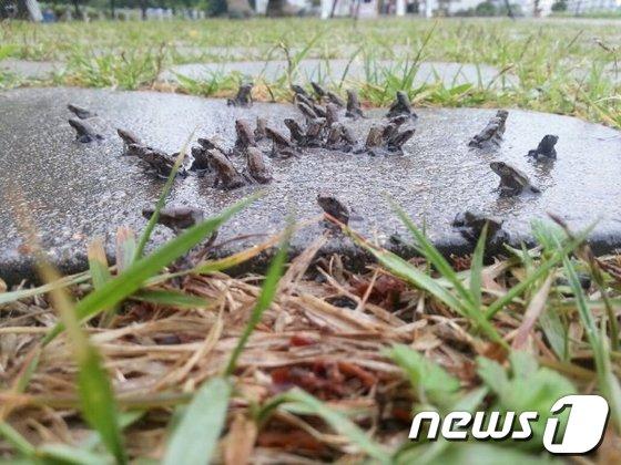 본문 이미지 - 대구 망월지에서 새끼두꺼비들이 대이동을 시작했다./사진제공=대구경북녹색연합© News1 