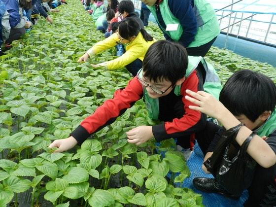 본문 이미지 - 제9회 금산추부깻잎축제가 25일 열린다. 지난 축제에 참가한 어린이 관광객들이 깻잎을 만지고 냄새를 맡아보며 체험활동을 하고 있다. © News1  