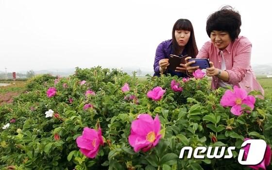 본문 이미지 - 사진제공=함평군 © News1 