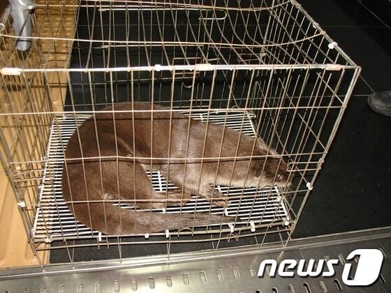본문 이미지 - 21일 대구지하철 아양교역 화장실에서 발견된 수달/사진제공=대구도시철도공사© News1 