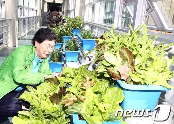 본문 이미지 - 사진제공=함평군 © News1 