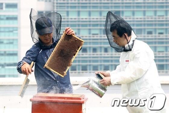 본문 이미지 - 22일 대전시의 양봉 채취 장면© News1 