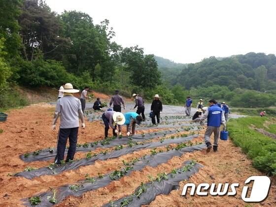 본문 이미지 - 충남도청 공무원들이 농번기 일손부족 현상을 겪고 있는 지역농가 일손돕기에 팔을 걷어붙이고 나섰다.© News1 