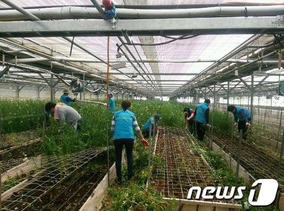 본문 이미지 - 공단이 완주군 봉동 서두마을서 영농봉사 활동을 펼치고 있다./사진제공=전주시 시설관리공단© News1 
